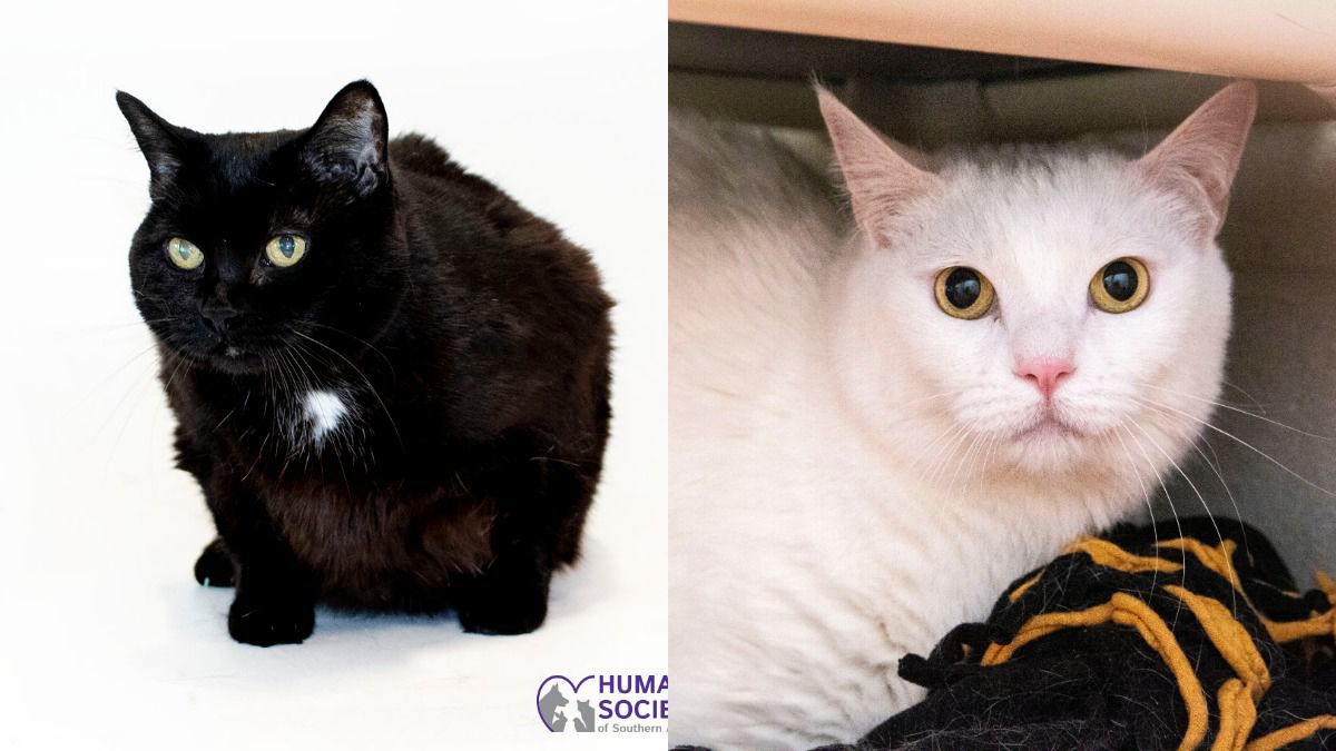 Adopt a friend: Orca and Cheeks